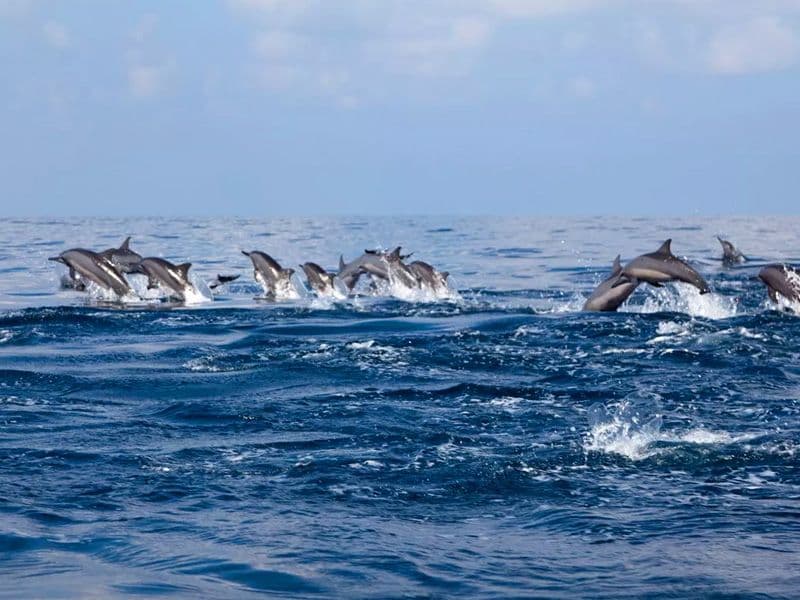 Kalpitiya's Deep Blue Wilderness