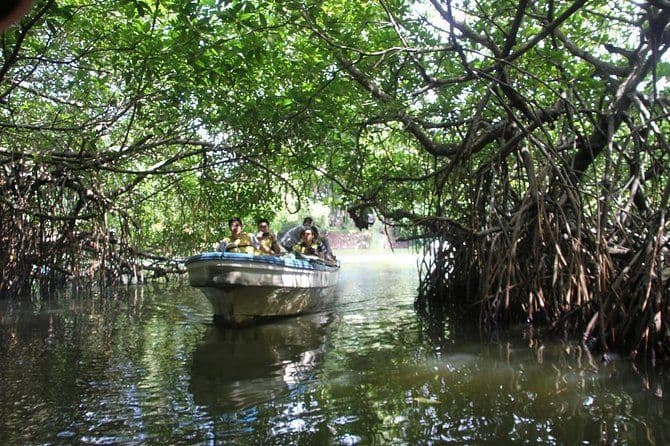 Kalpitiya’s Hidden Maze The Dense Mangrove Forests