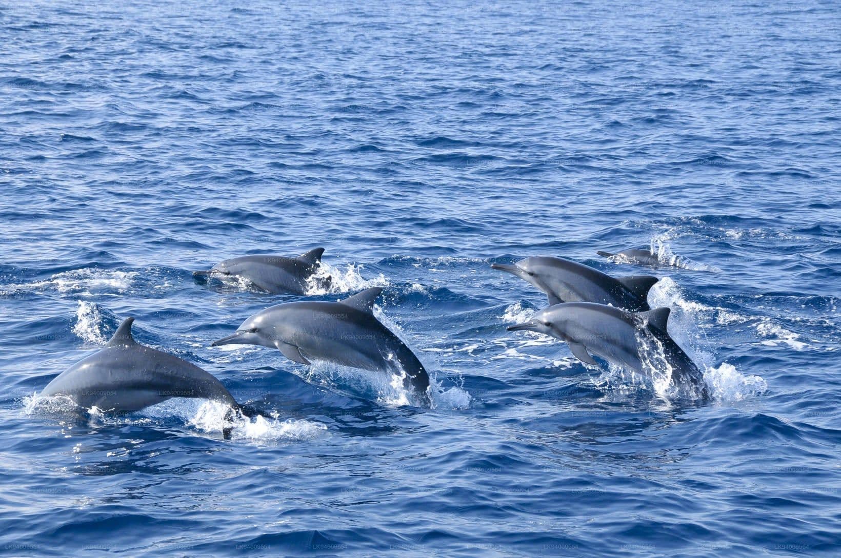 The Ultimate Guide to Dolphin Watching in Kalpitiya (Ethical Boat Tours)